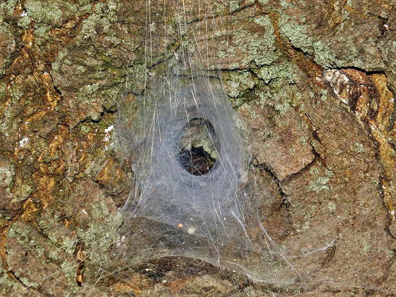 http://img95.xooimage.com/files/0/4/a/_dsf2132-4338079.jpg