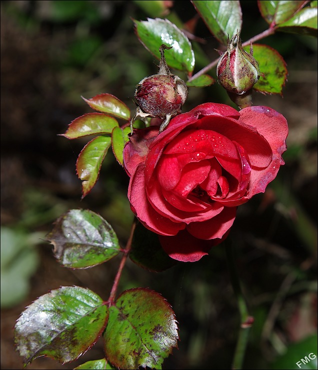 http://img95.xooimage.com/files/0/d/0/imgp7549_cp_v-42b4503.jpg