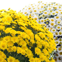 Bon mardi matin Chrysantheme-41c8a8b