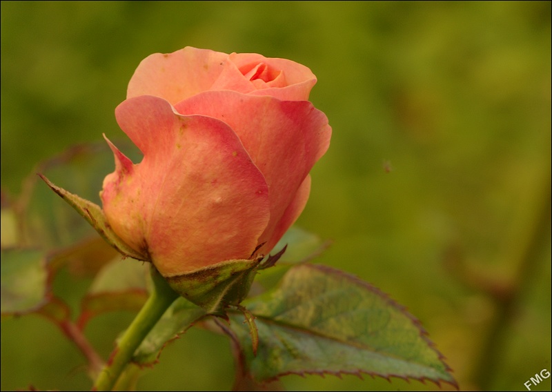 http://img95.xooimage.com/files/6/1/8/imgp7496_c_v-42ab8a5.jpg