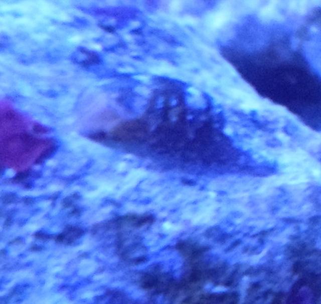 Petit Petit Pico Stoma-zoom-41ede08