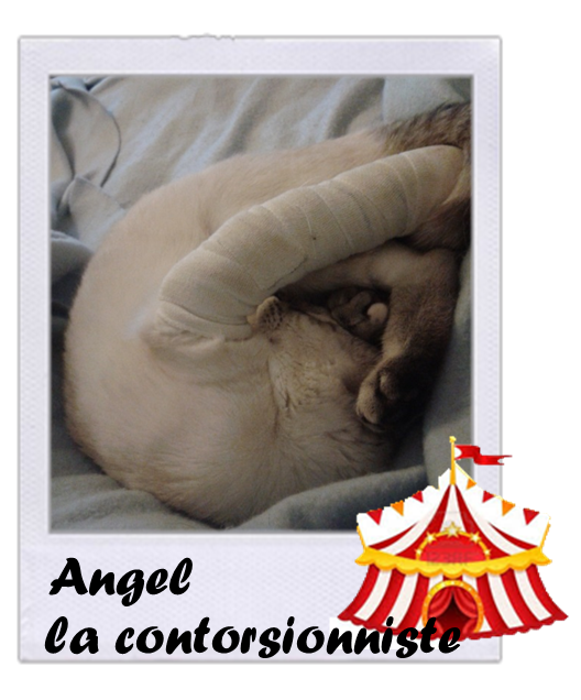 Angel 1