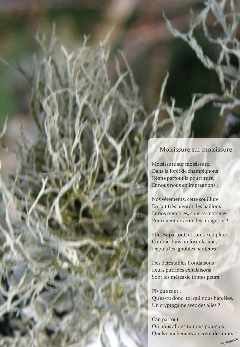 Moisissure sur moisissure / / Moisissure sur moisissure, / Dans la forêt de champignons / Règne partout la pourriture, / Et nous nous en imprégnons : / / Nos vêtements, cette souillure / En fait très bientôt des haillons ; / Et nos membres, sous sa morsure / Pourraient devenir des moignons ! / / Elle est partout, et tombe en pluie / Comme dans un foyer la suie, / Depuis les ignobles hauteurs / Des détestables frondaisons ; / Leurs putrides exhalaisons / Sont les mères de toutes peurs ! / / Pis que tout : / Qu’es-tu donc, toi qui nous harcèles, / Un cryptogame avec des ailes ? / / Car, partout / Où nous allons tu nous poursuis ; / Quels cauchemars au cœur des nuits ! / / Stellamaris